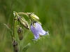 _16C7211 Bearded Bellflower